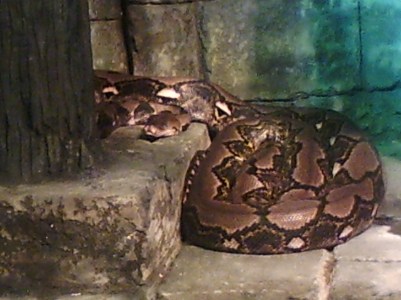 Cleveland Zoo recticulated Python