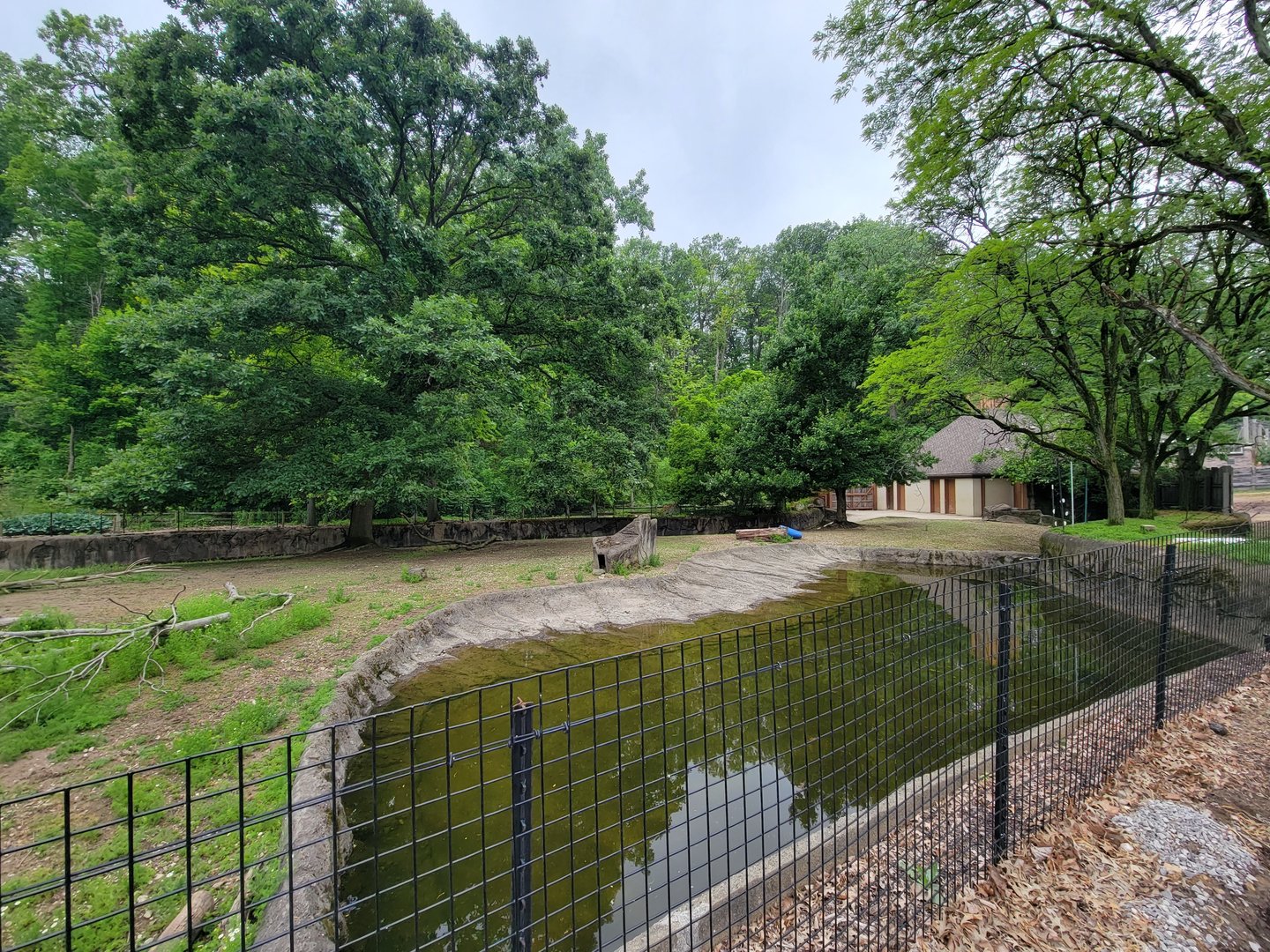 Cleveland Zoo - Reindeer