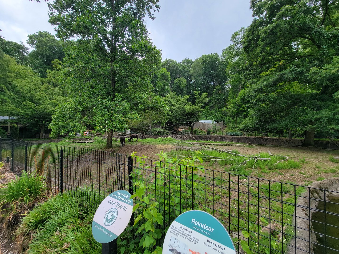 Cleveland Zoo - Reindeer