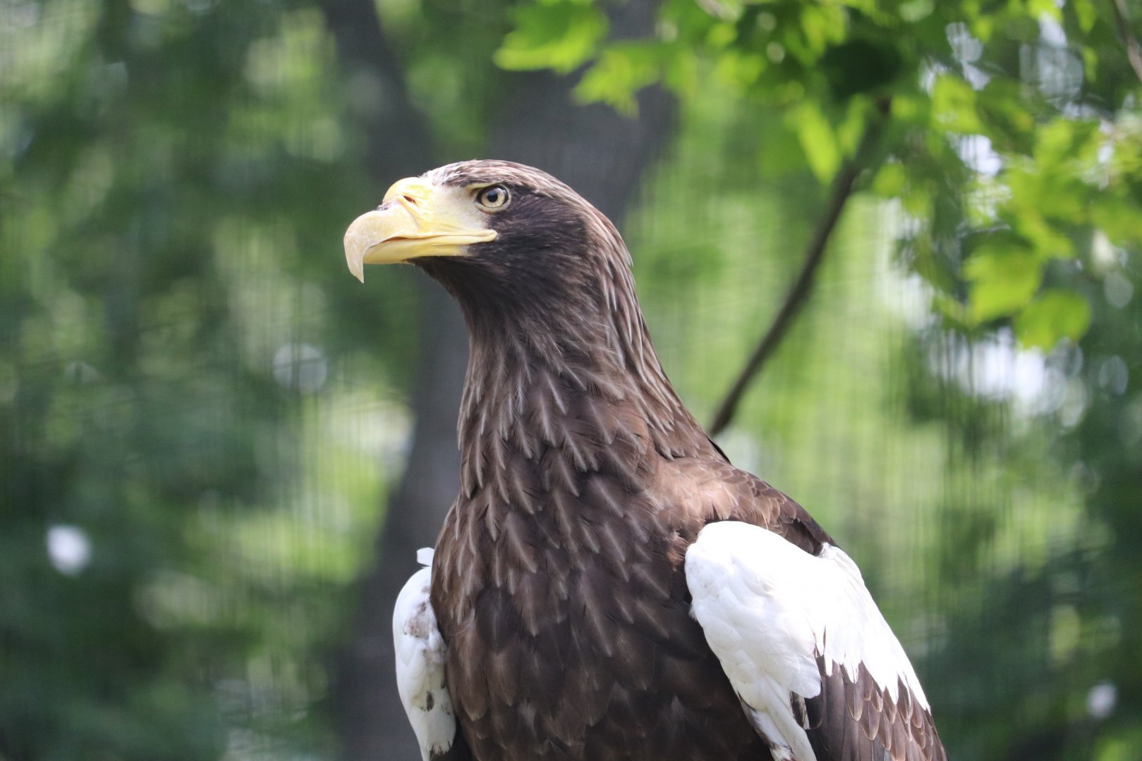 Cleveland Zoo - Steller's Sea Eagle