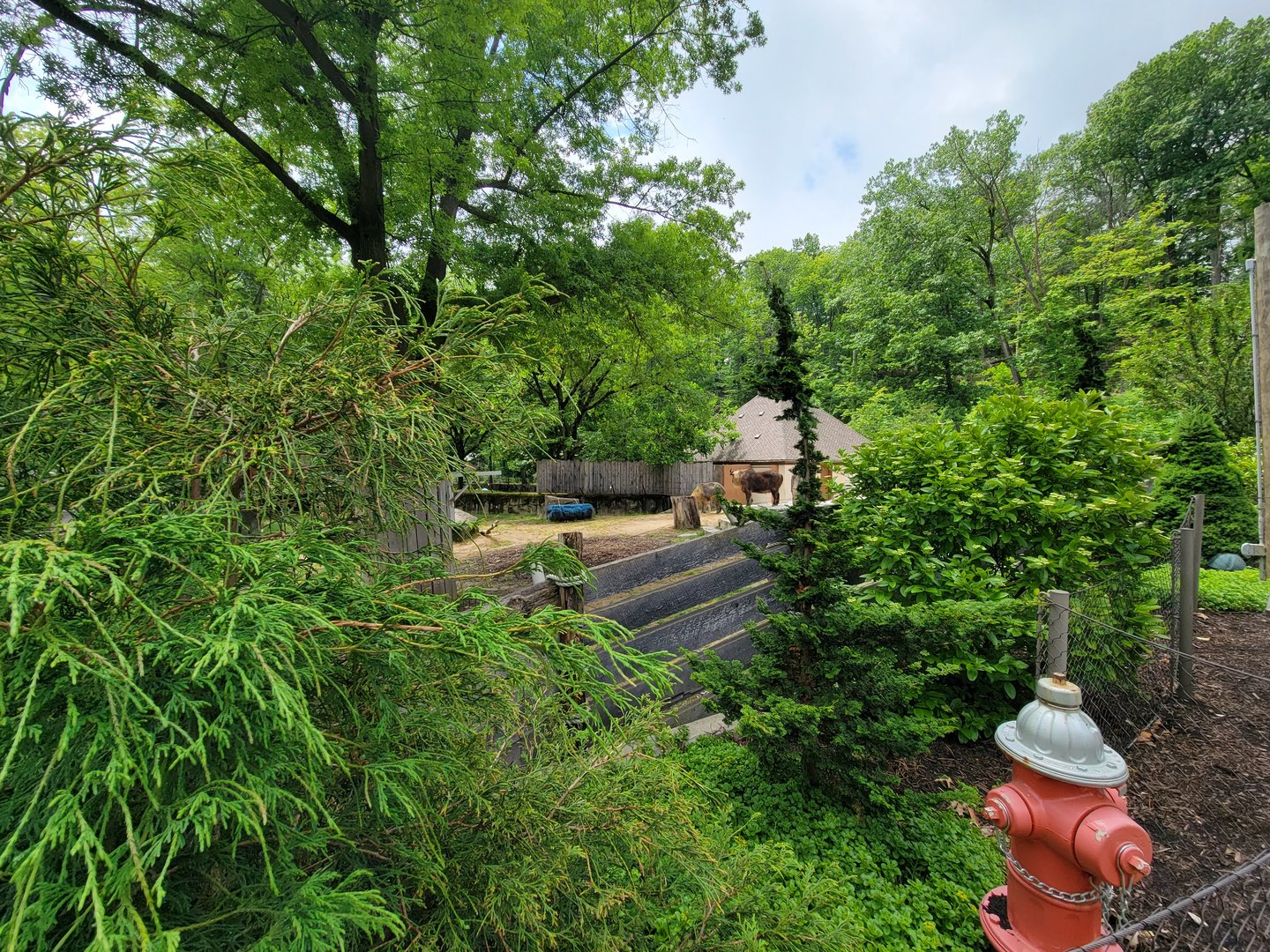 Cleveland Zoo - Takin