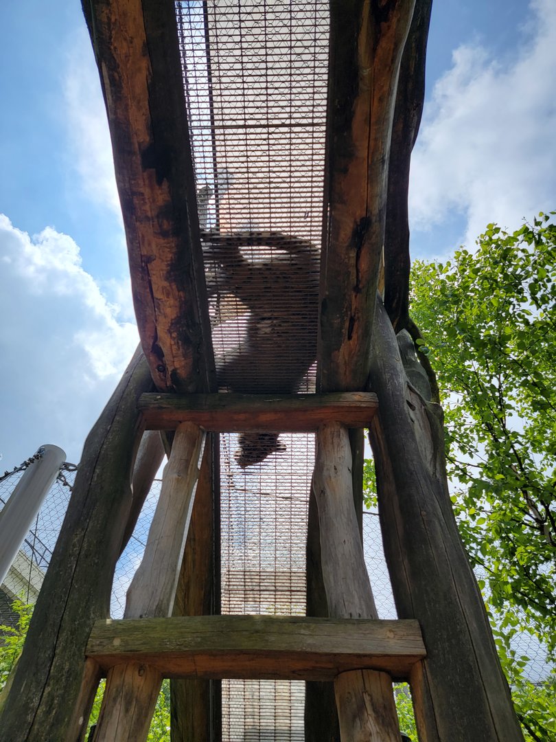 Cleveland Zoo - Tiger Passage, tiger on a passage