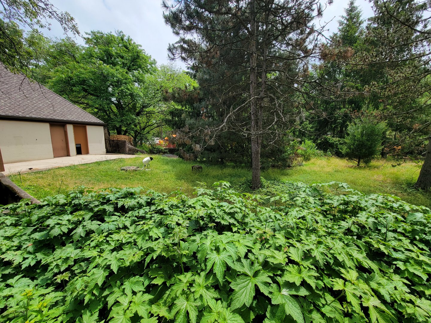 Cleveland Zoo - Tufted deer (unseen), red-crowned crane