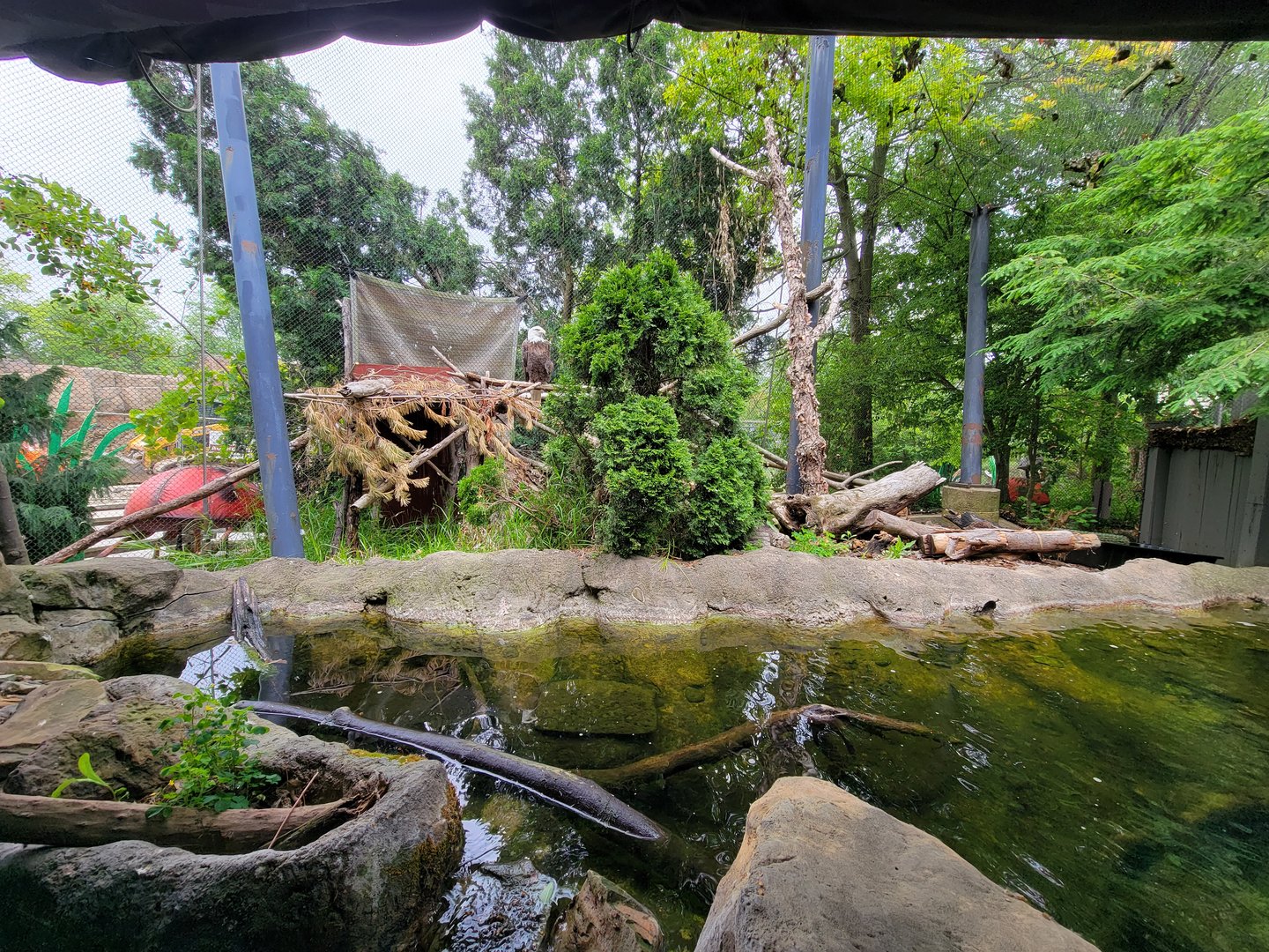 Cleveland Zoo - Wolf Lodge, Bald eagle exhibit