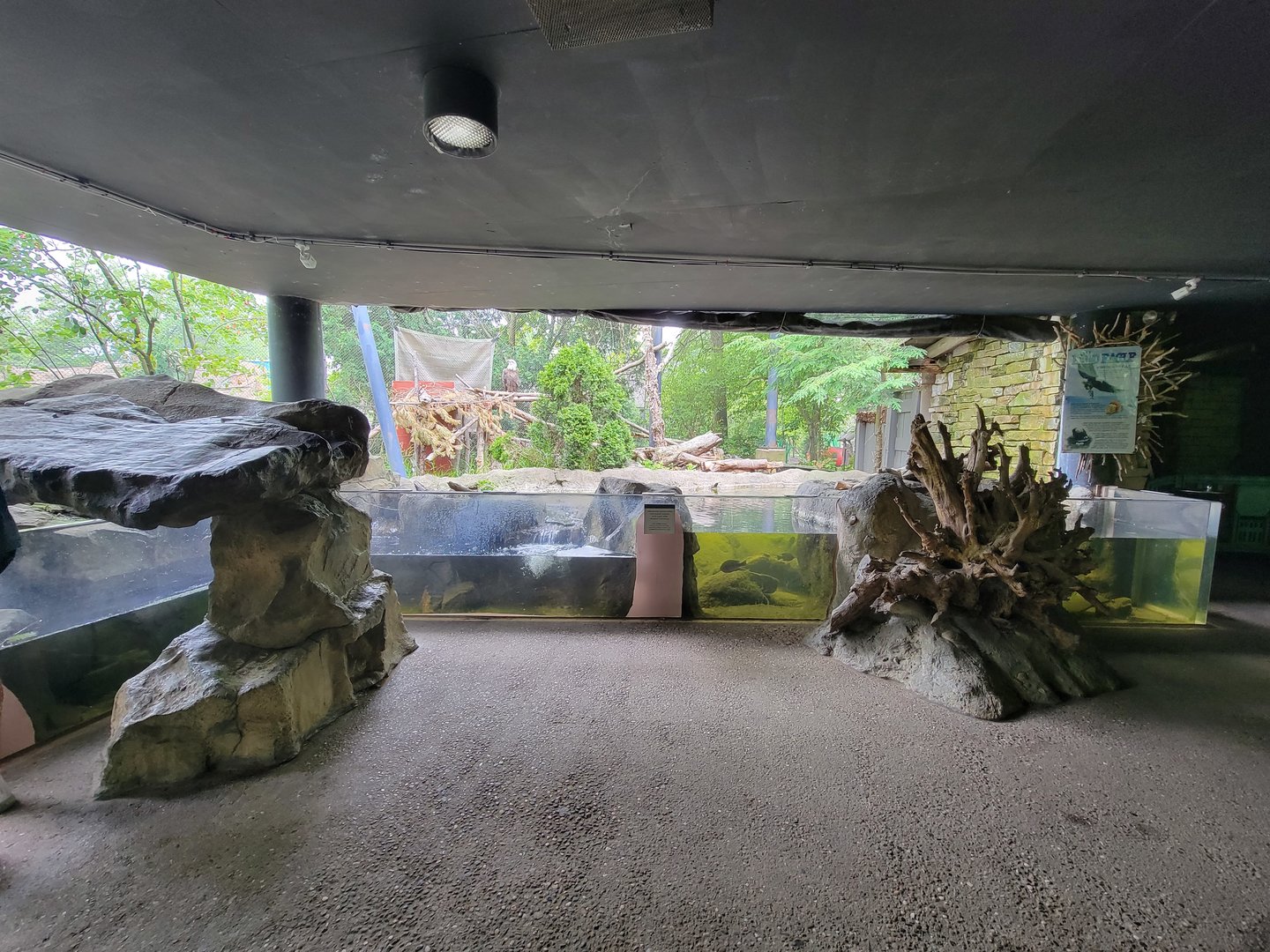 Cleveland Zoo - Wolf Lodge, Bald eagle exhibit