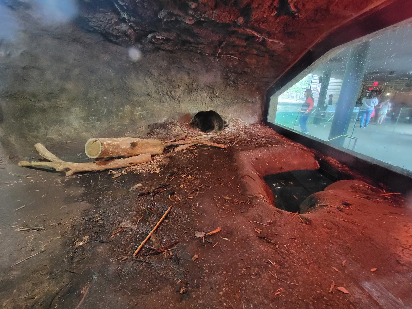 Cleveland Zoo - Wolf Lodge, Beaver