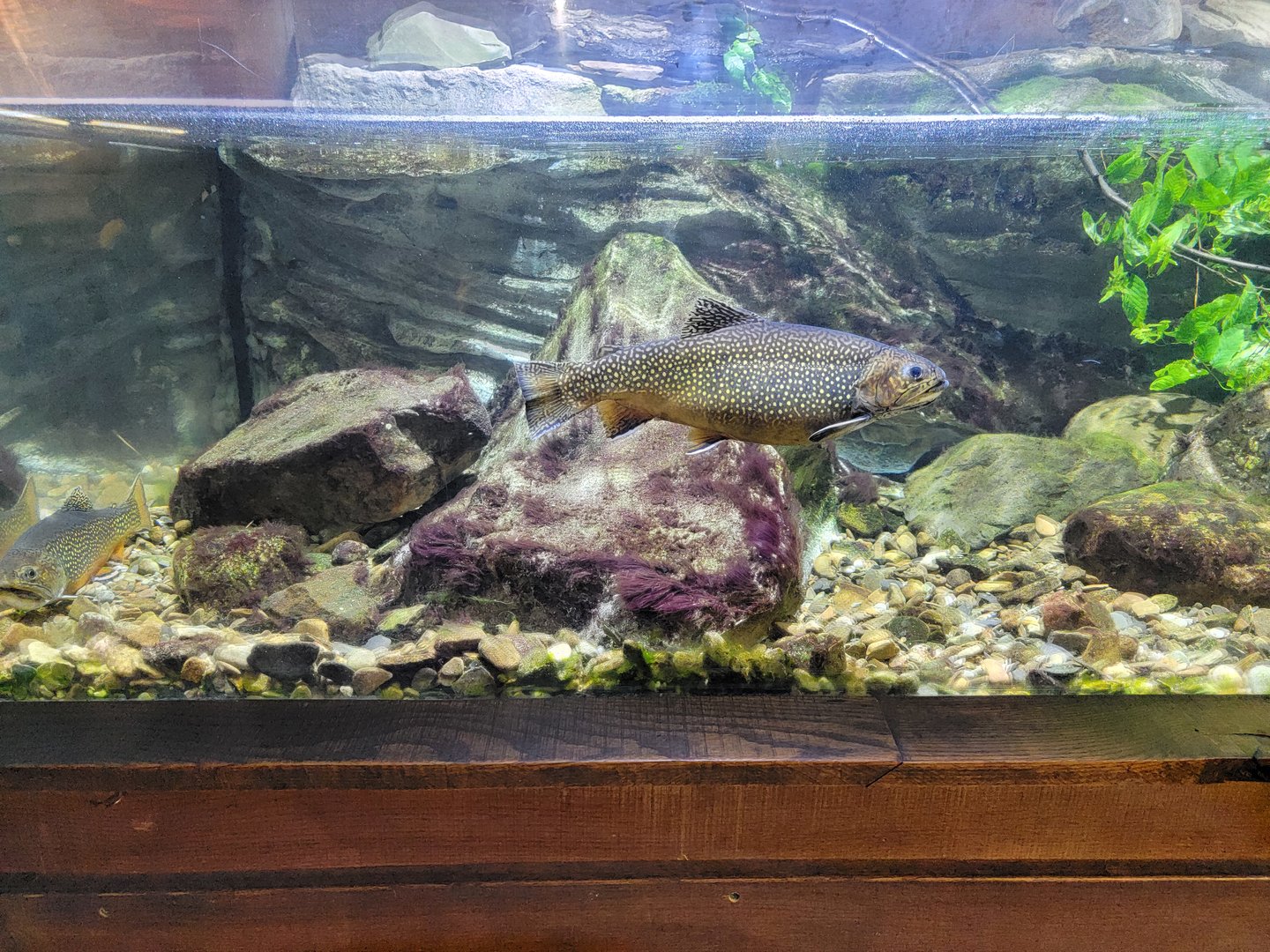 Cleveland Zoo - Wolf Lodge, Brook trout