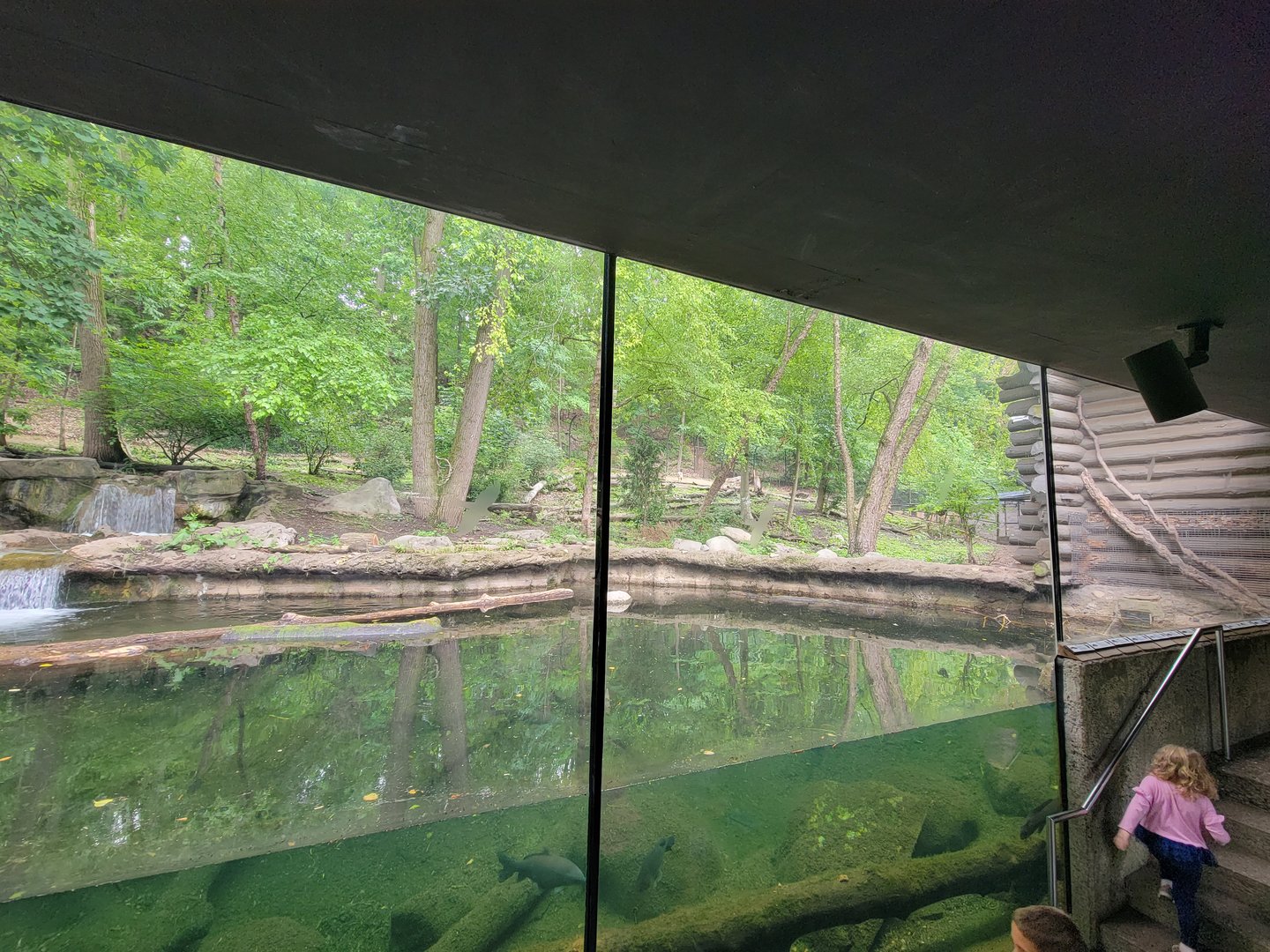Cleveland Zoo - Wolf Lodge, Mexican gray wolves