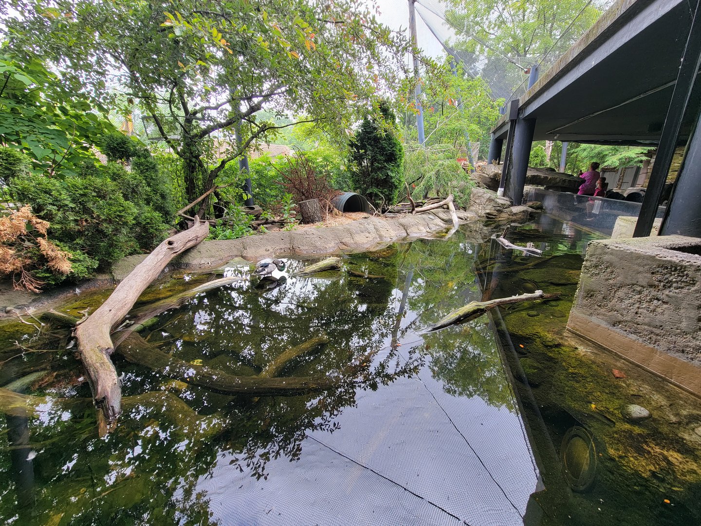 Cleveland Zoo - Wolf Lodge, Pond