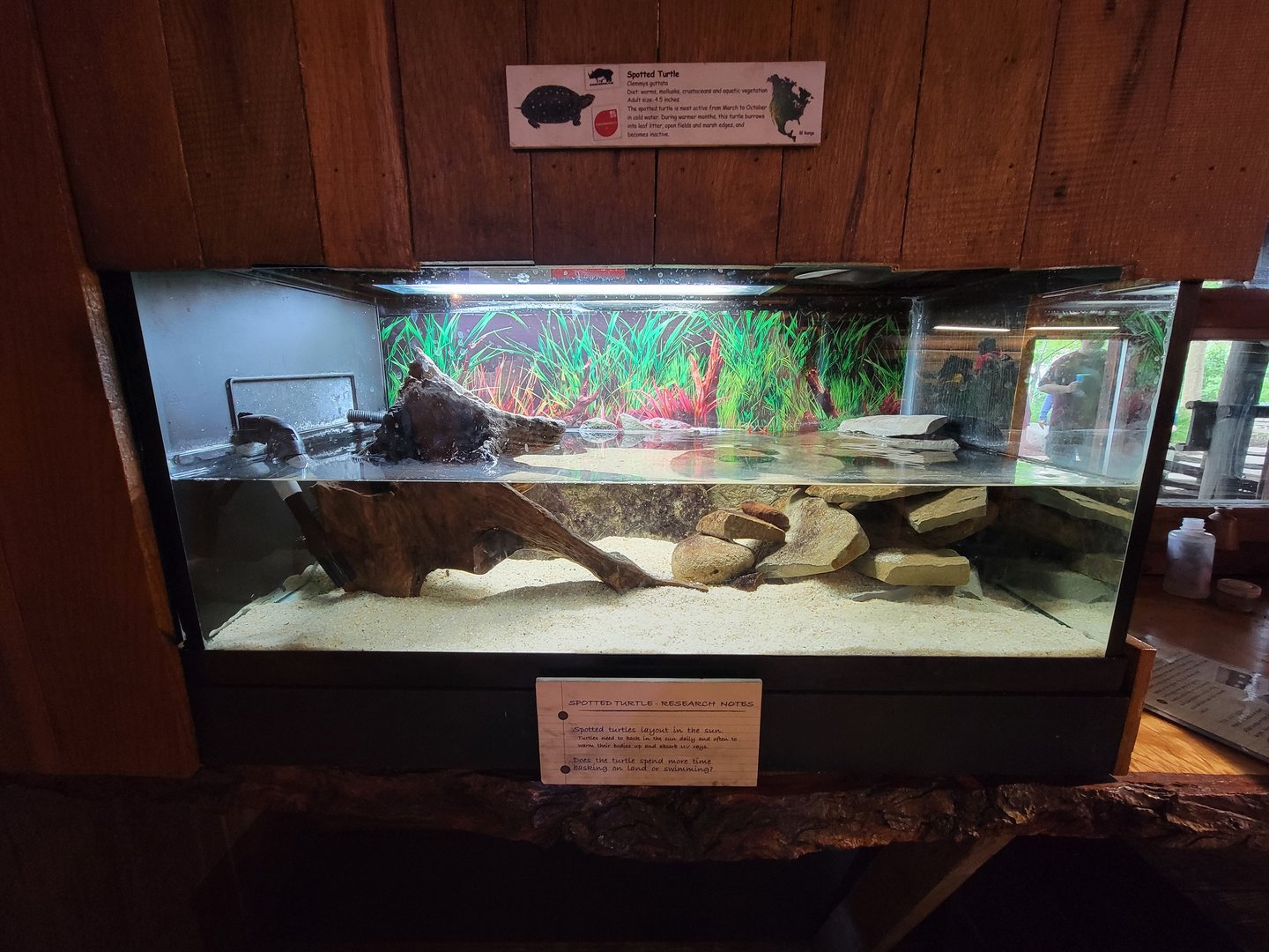 Cleveland Zoo - Wolf Lodge, Spotted turtle