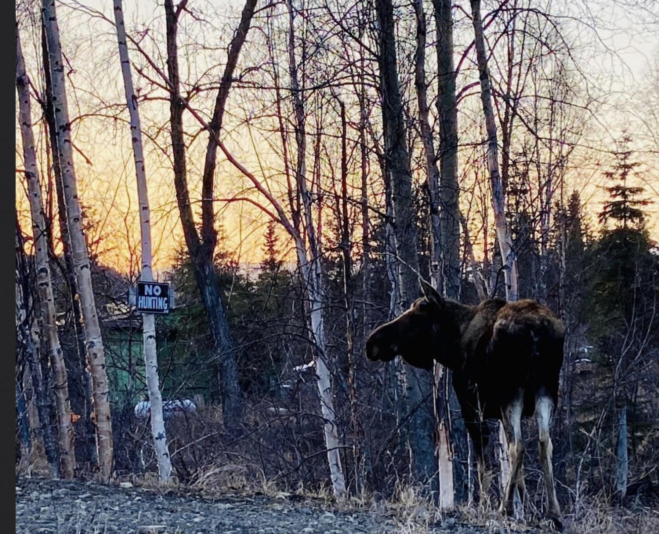 Clever Moose - Alaska