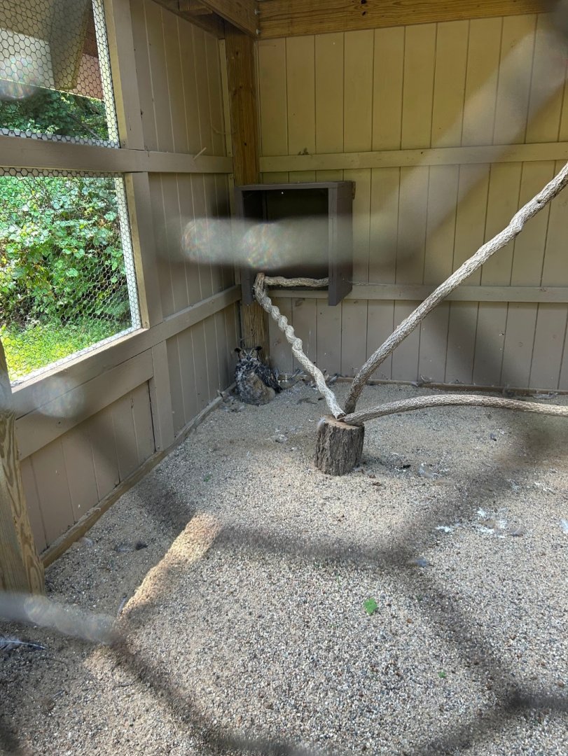 Clickie the Great Horned Owl (Kellogg Bird Sanctuary, Augusta, MI, 8/7/25)