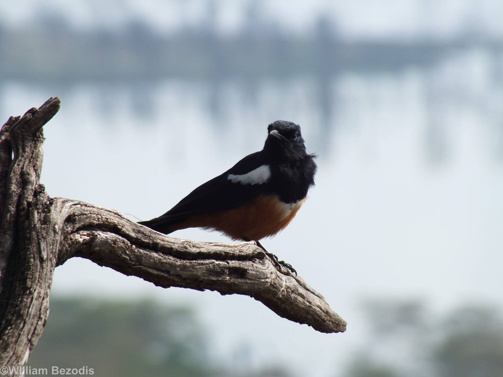 Cliff Chat - Lake Nakuru