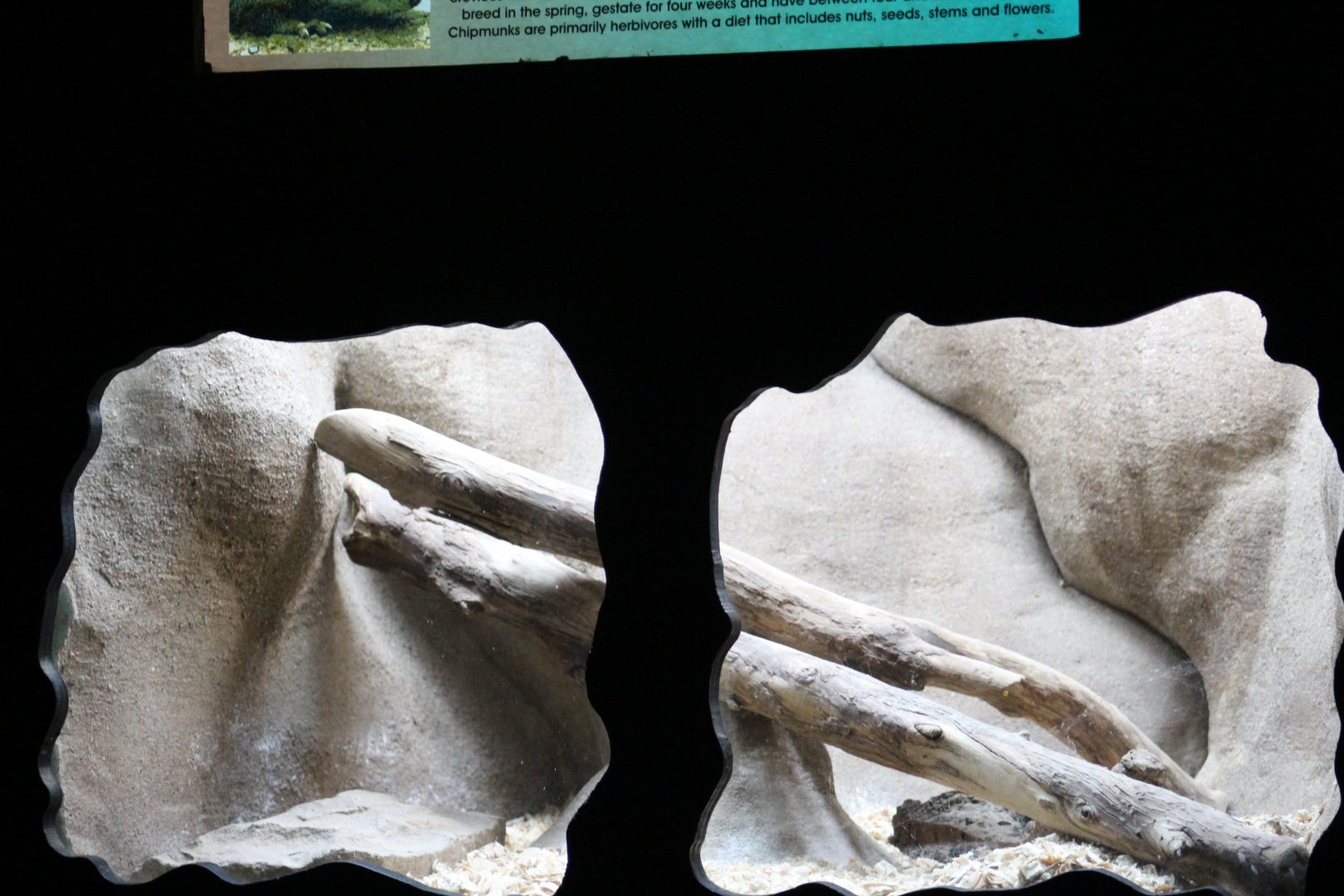 Cliff Chipmunk Enclosure