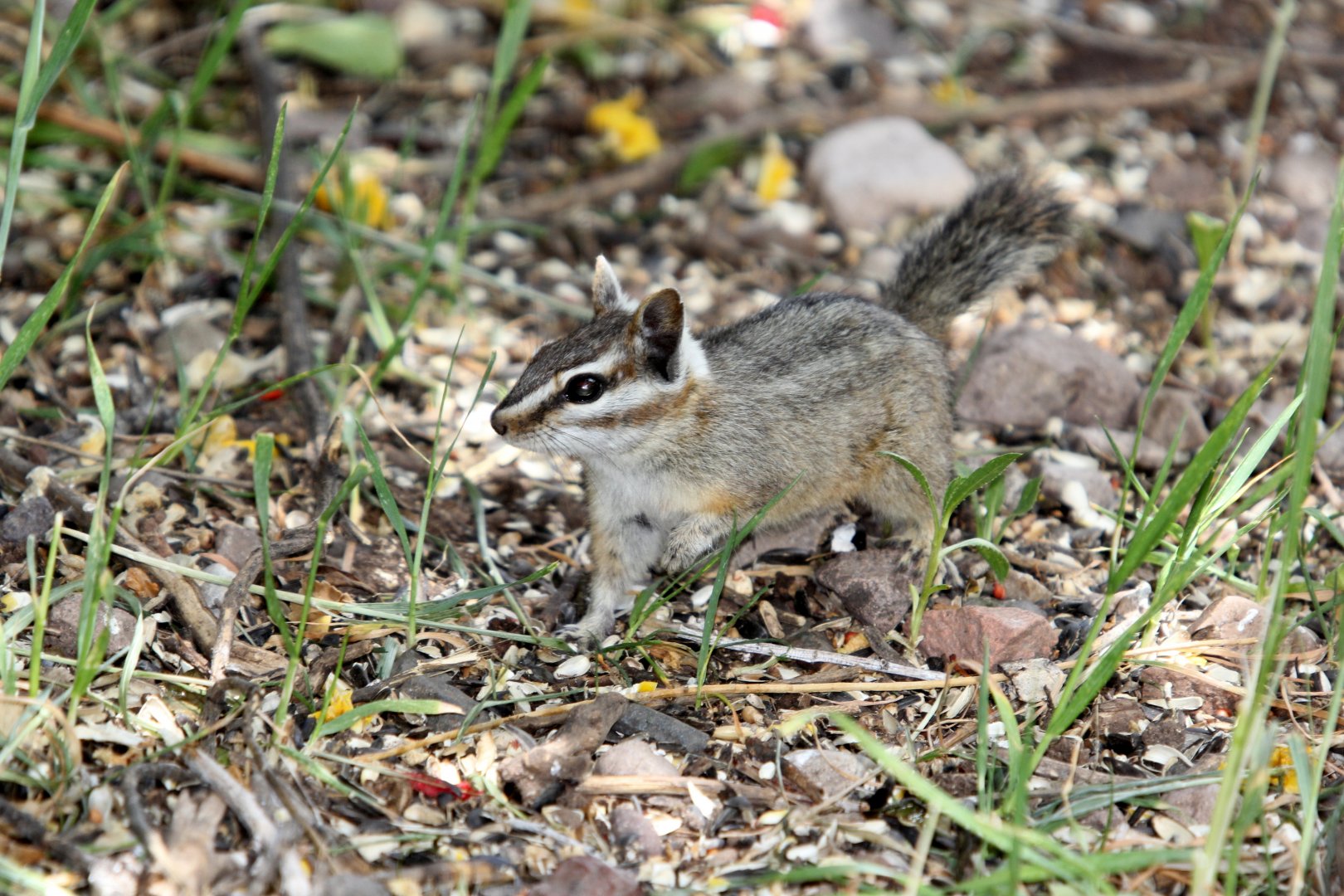 cliff chipmunk (Neotamias dorsalis)