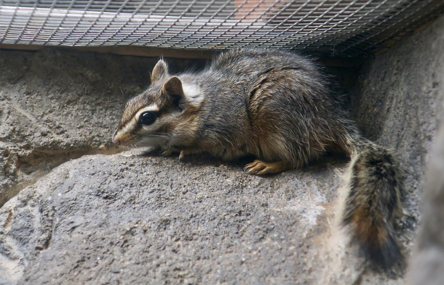 Cliff Chipmunk (Neotamias dorsalis)