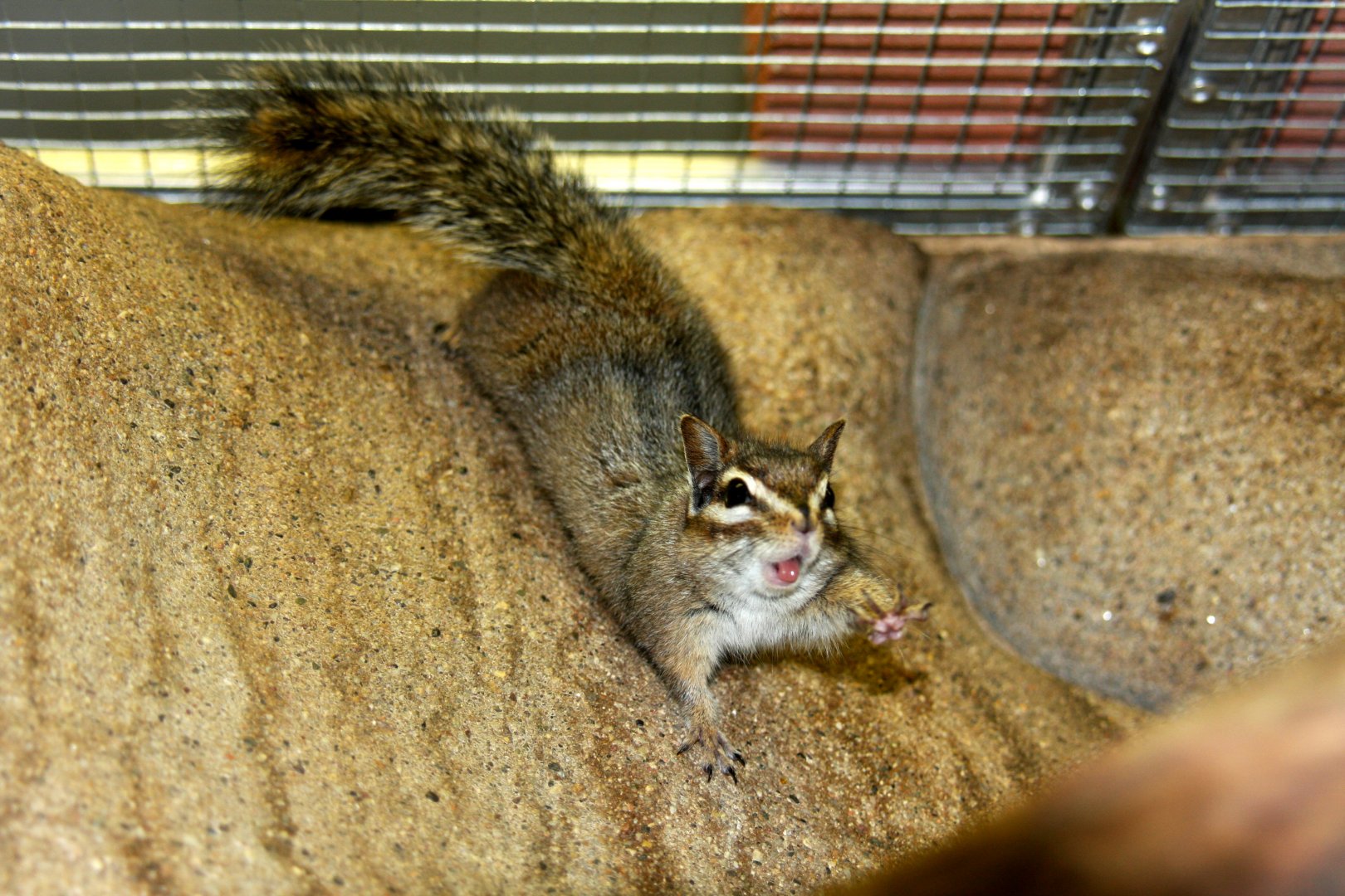 cliff chipmunk (Tamias dorsalis) 2010