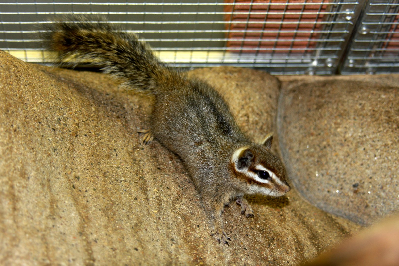 cliff chipmunk (Tamias dorsalis) 2010