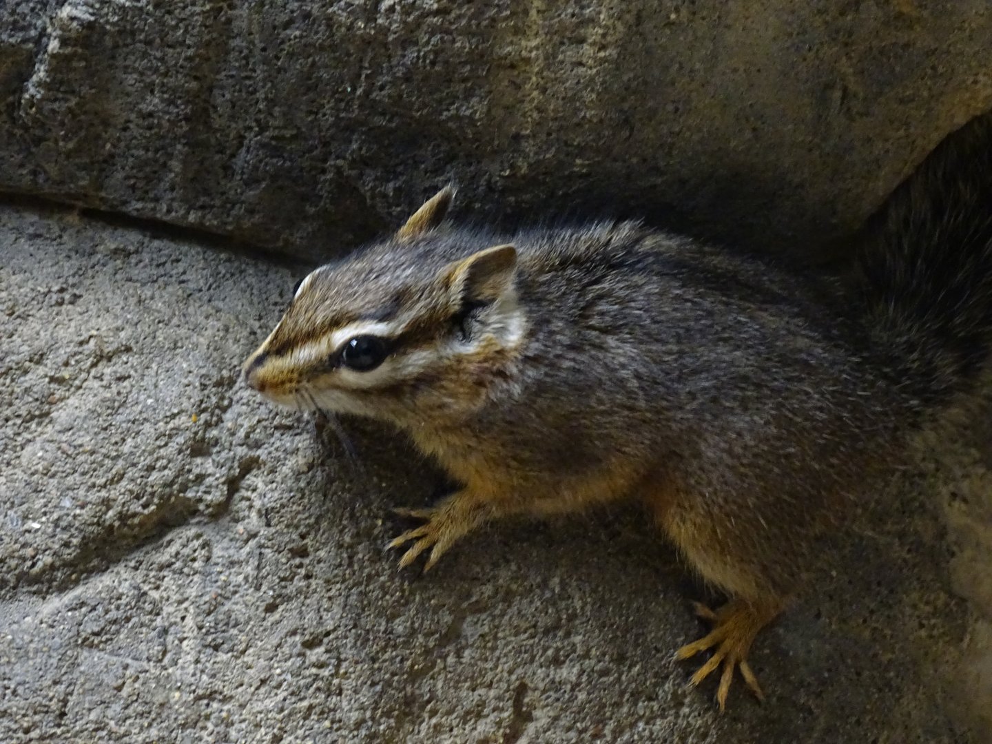 Cliff chipmunk (Tamias dorsalis)