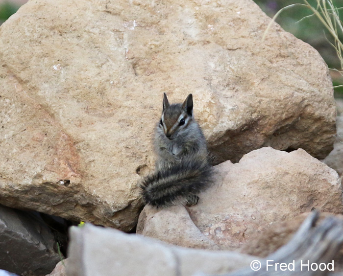 Cliff chipmunk (wild)