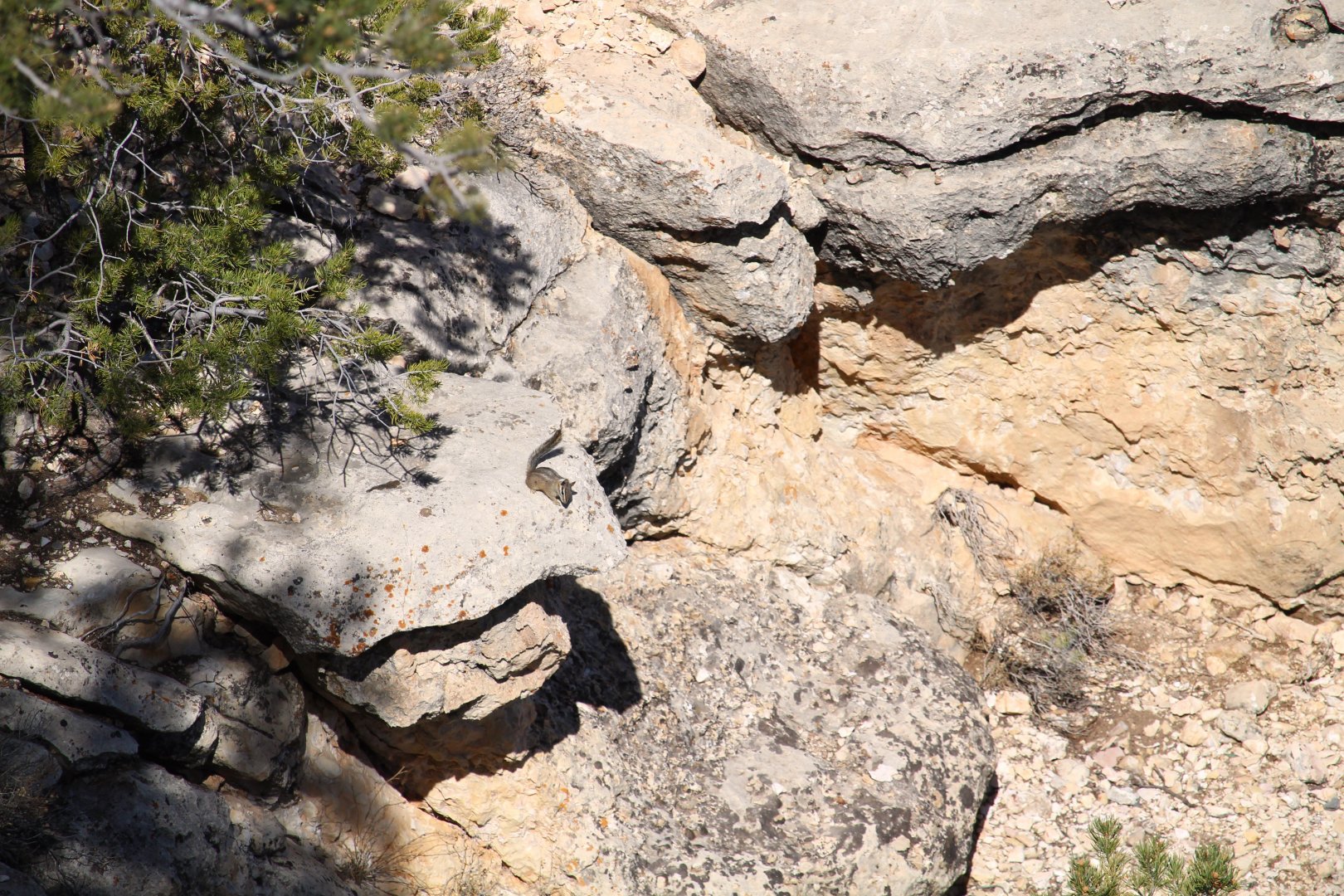 Cliff Chipmunk