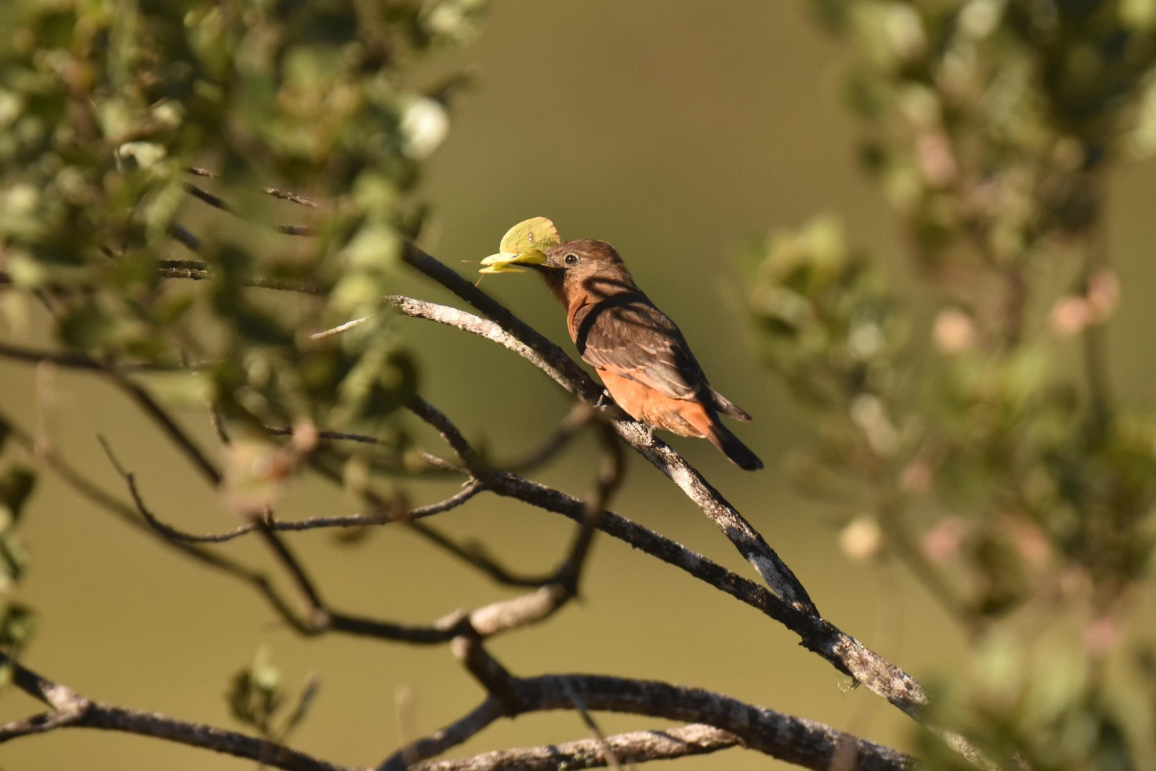 Cliff Flycatcher (Hirundinea ferruginea)