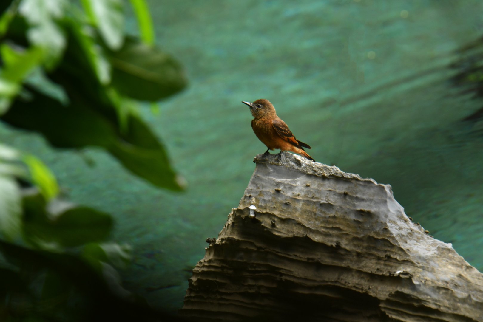 Cliff Flycatcher (Hirundinea ferruginea)