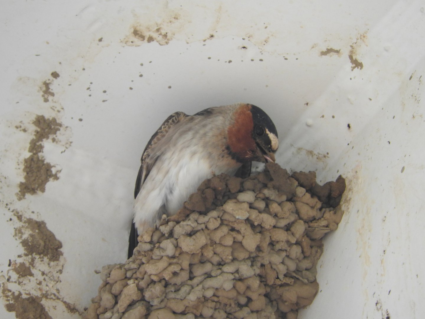 Cliff Swallow nest building