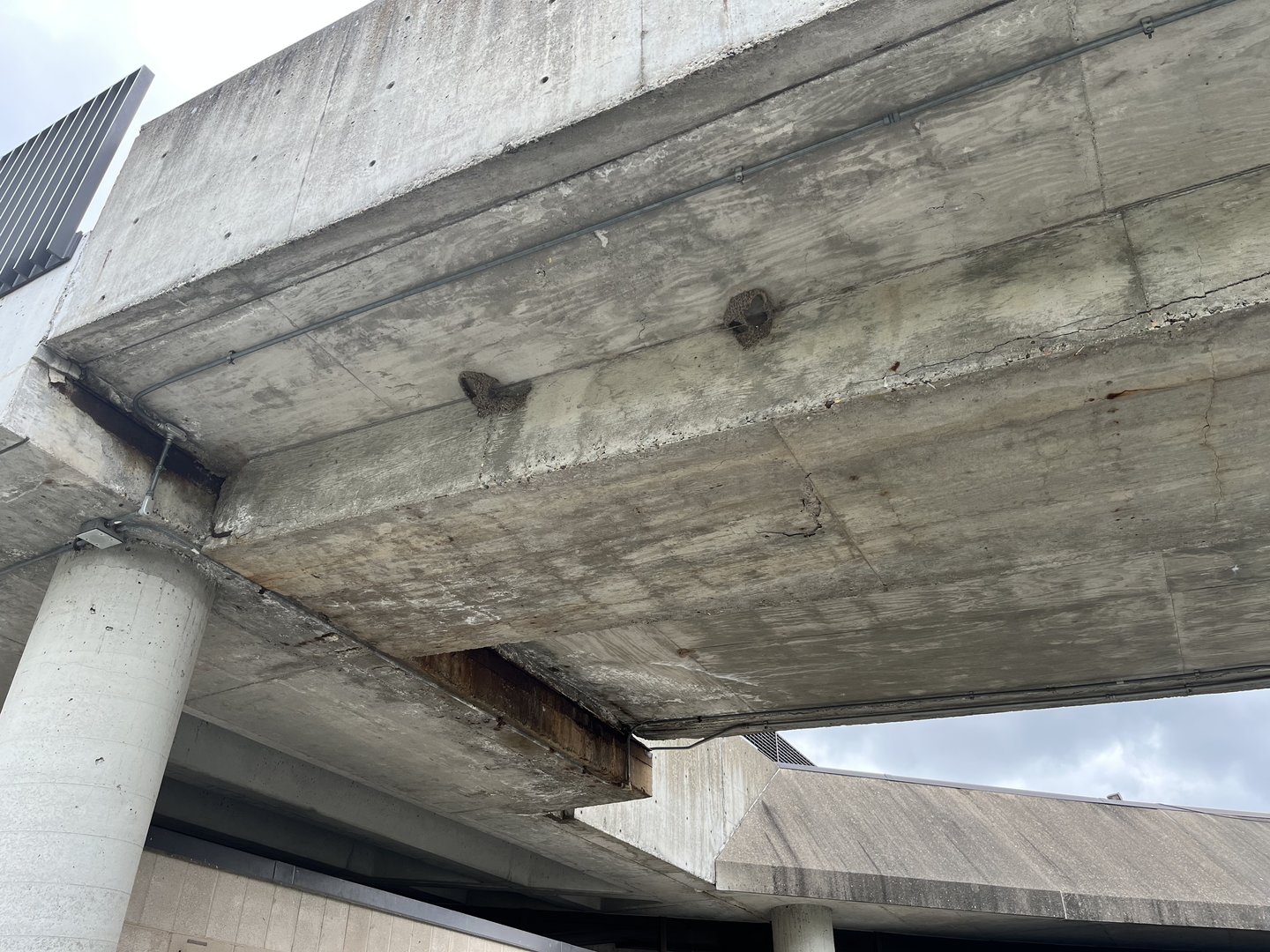 Cliff Swallow Nests on the Ramp