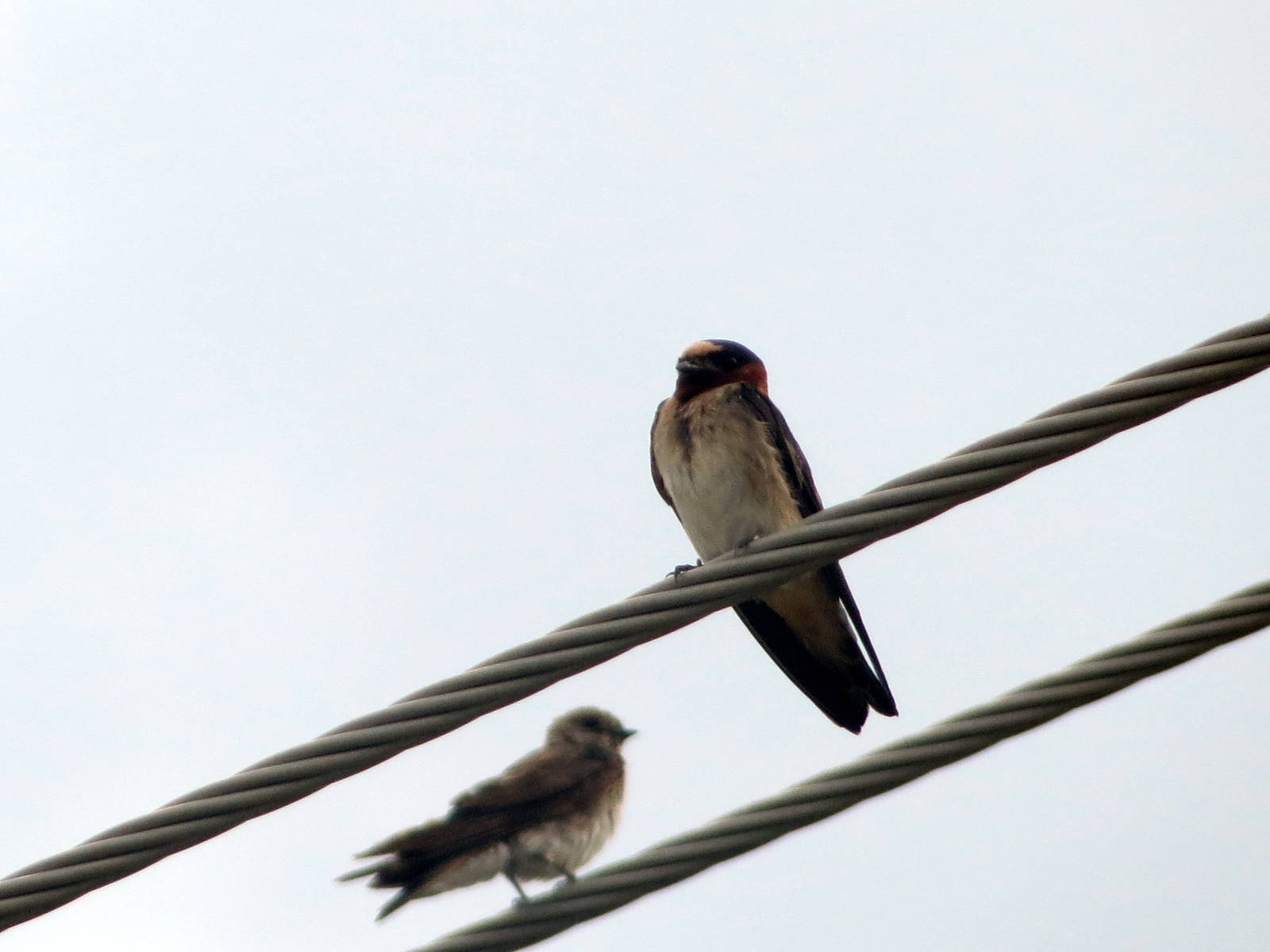 Cliff Swallow