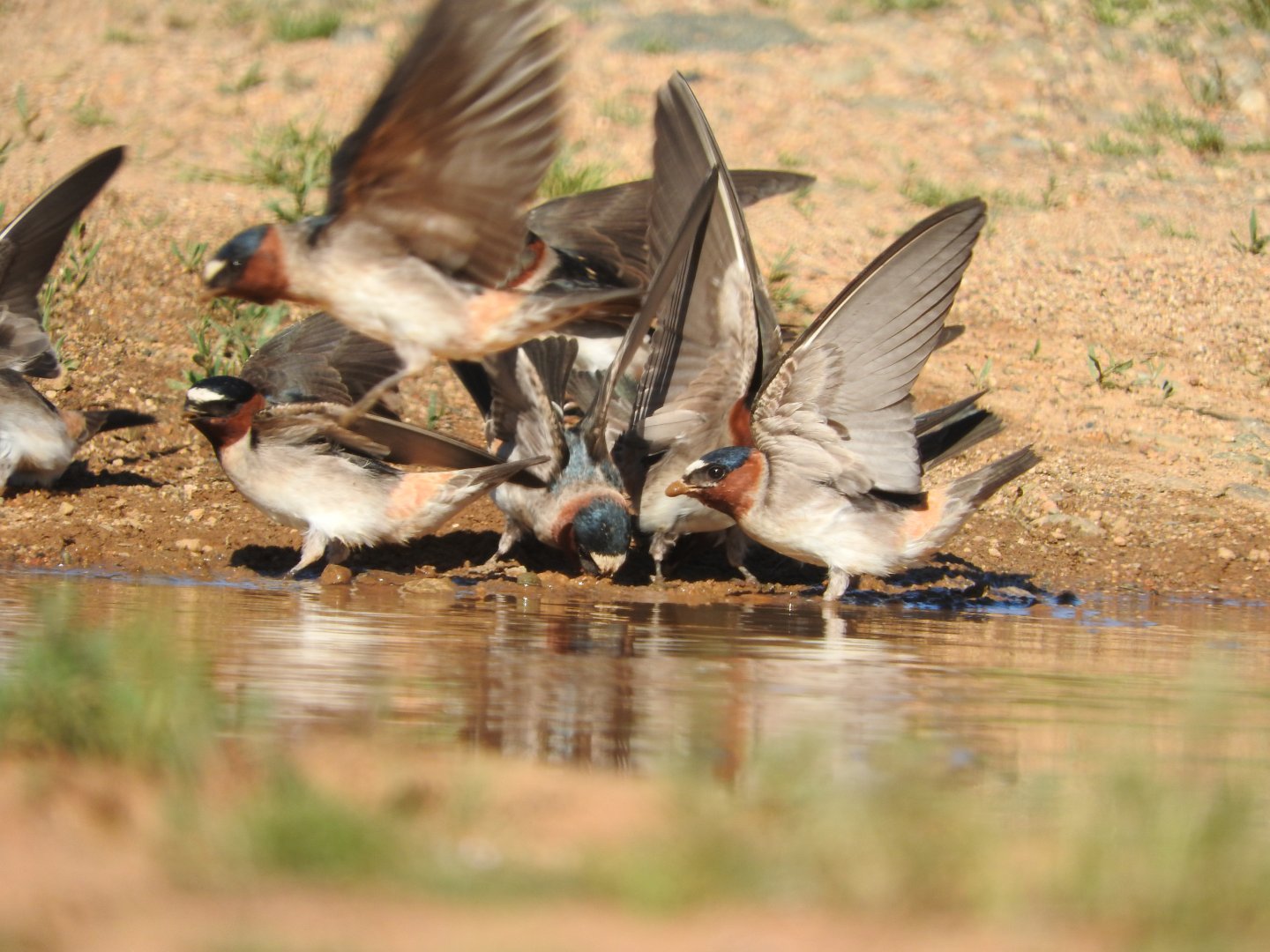 Cliff Swallows