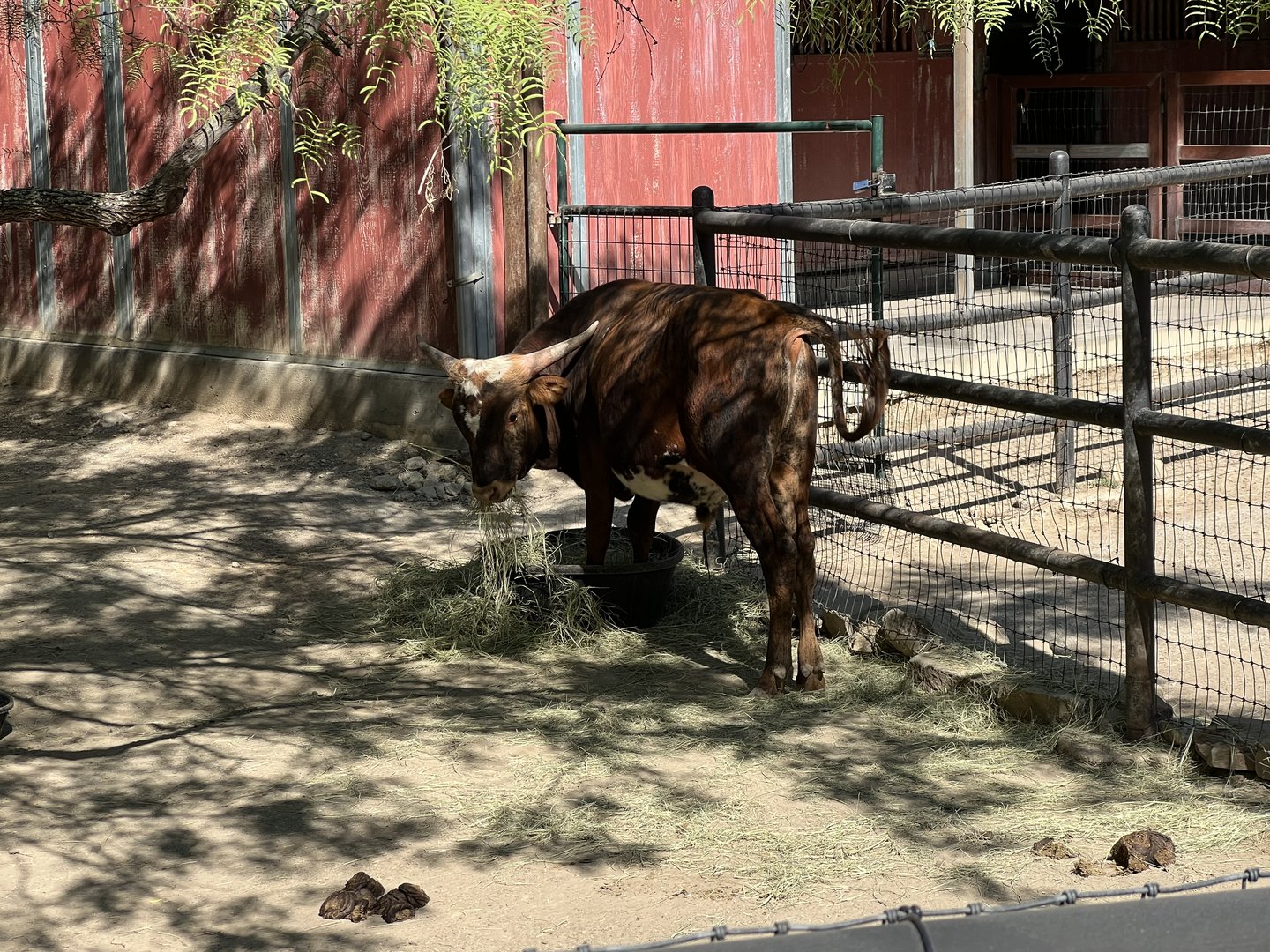 Clifford the Big Red Calf