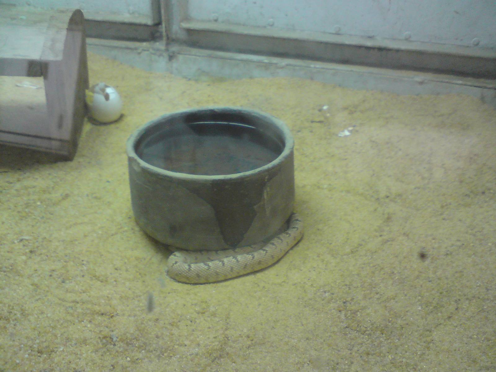 Clifford's diadem (royal) snake