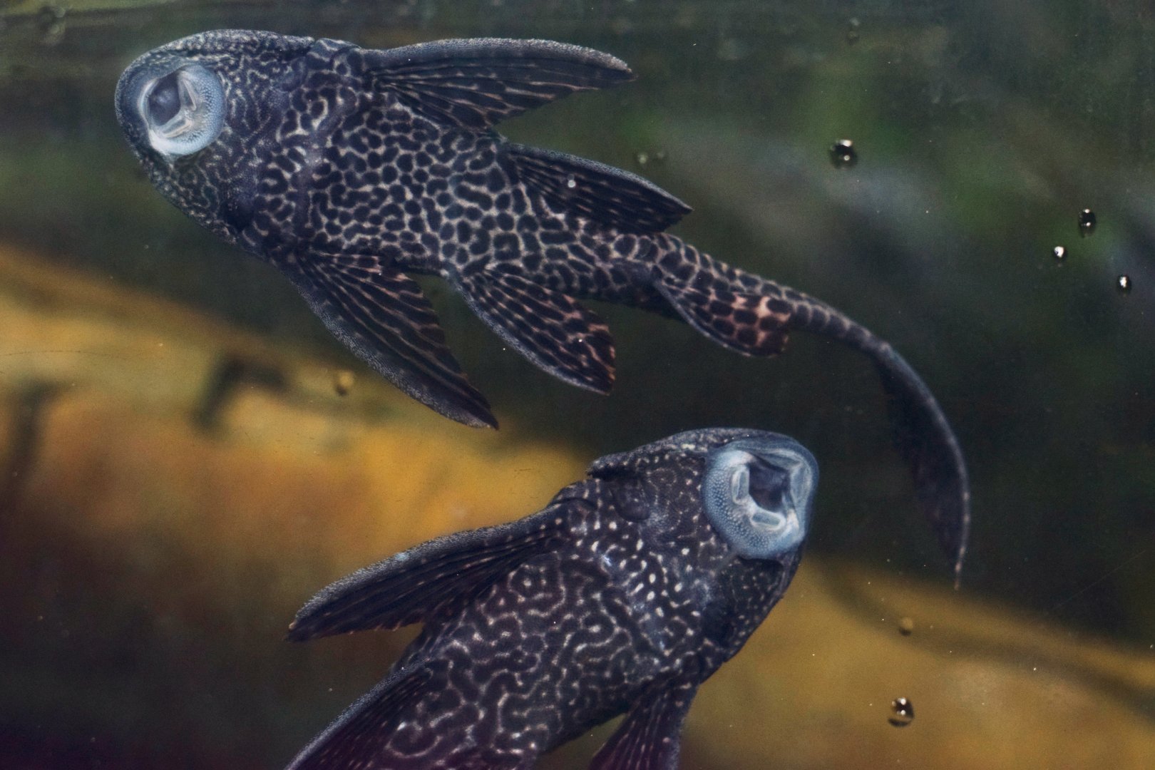 [Climatron] Suckermouth catfish (Hypostomus plecostomus) sucking on aquarium glass