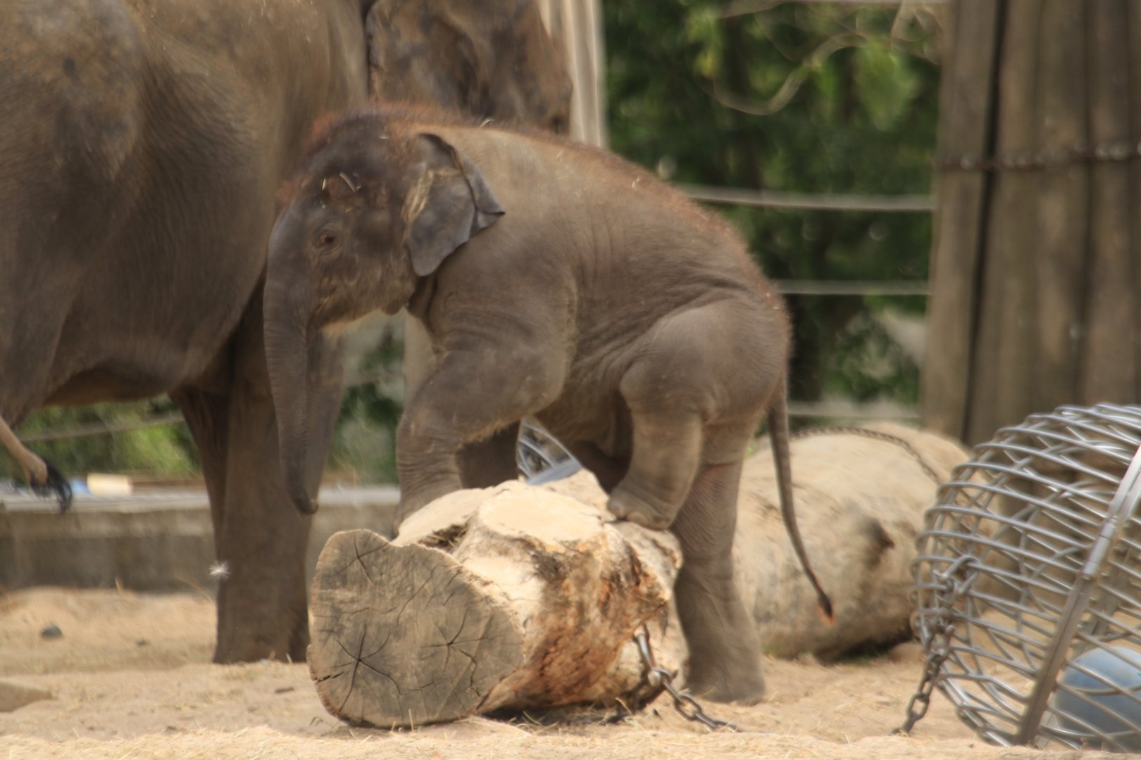 Climbing baby elephant (July 2019)