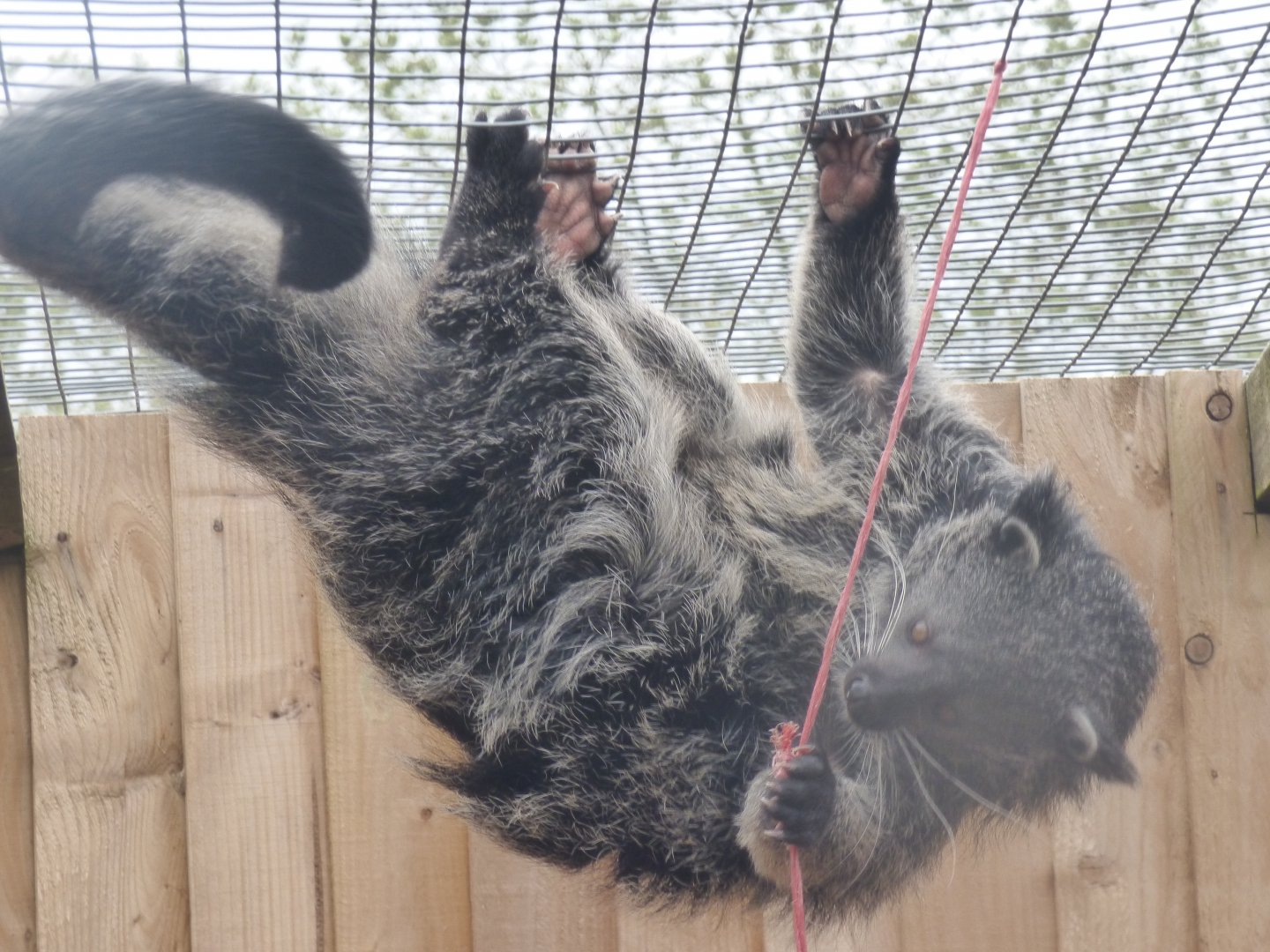 Climbing Binturong