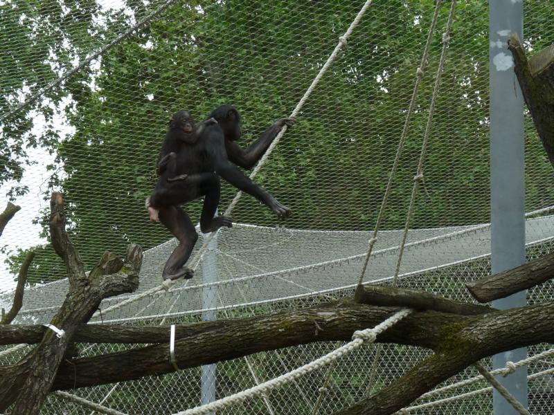 Climbing Bonobo