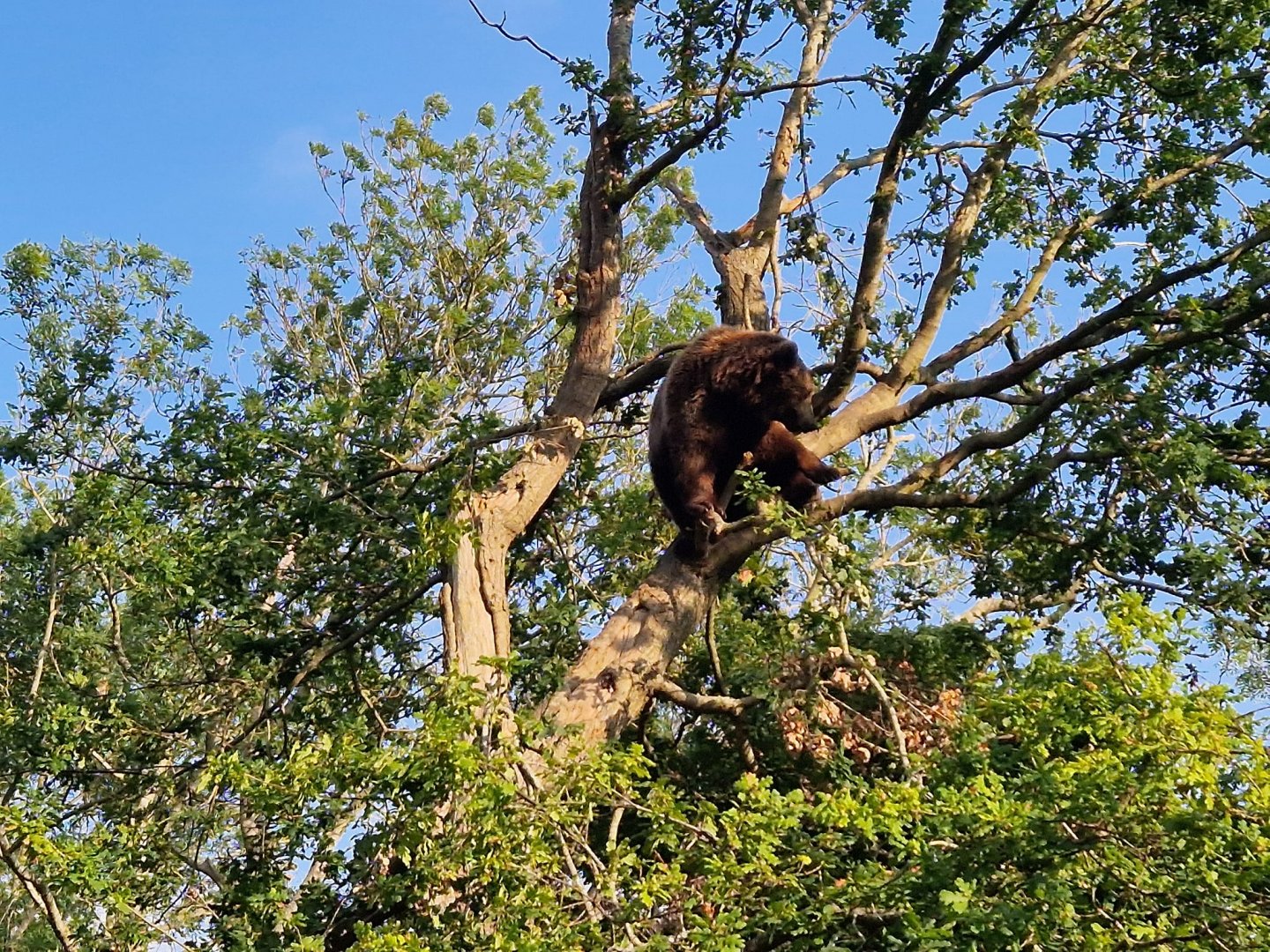 Climbing Brown Bear