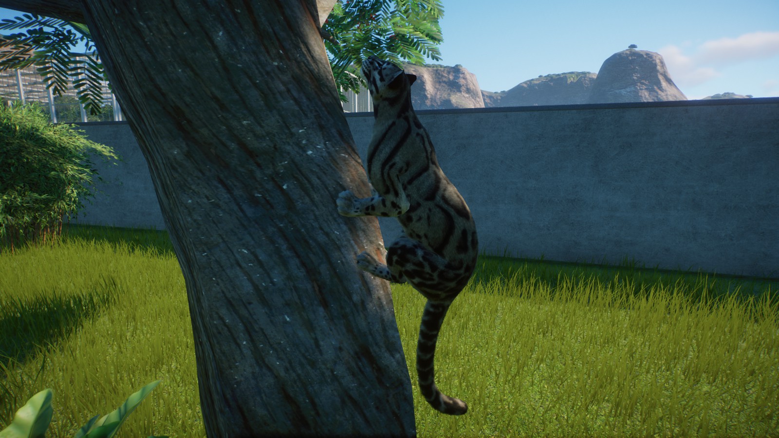 Climbing Clouded Leopard