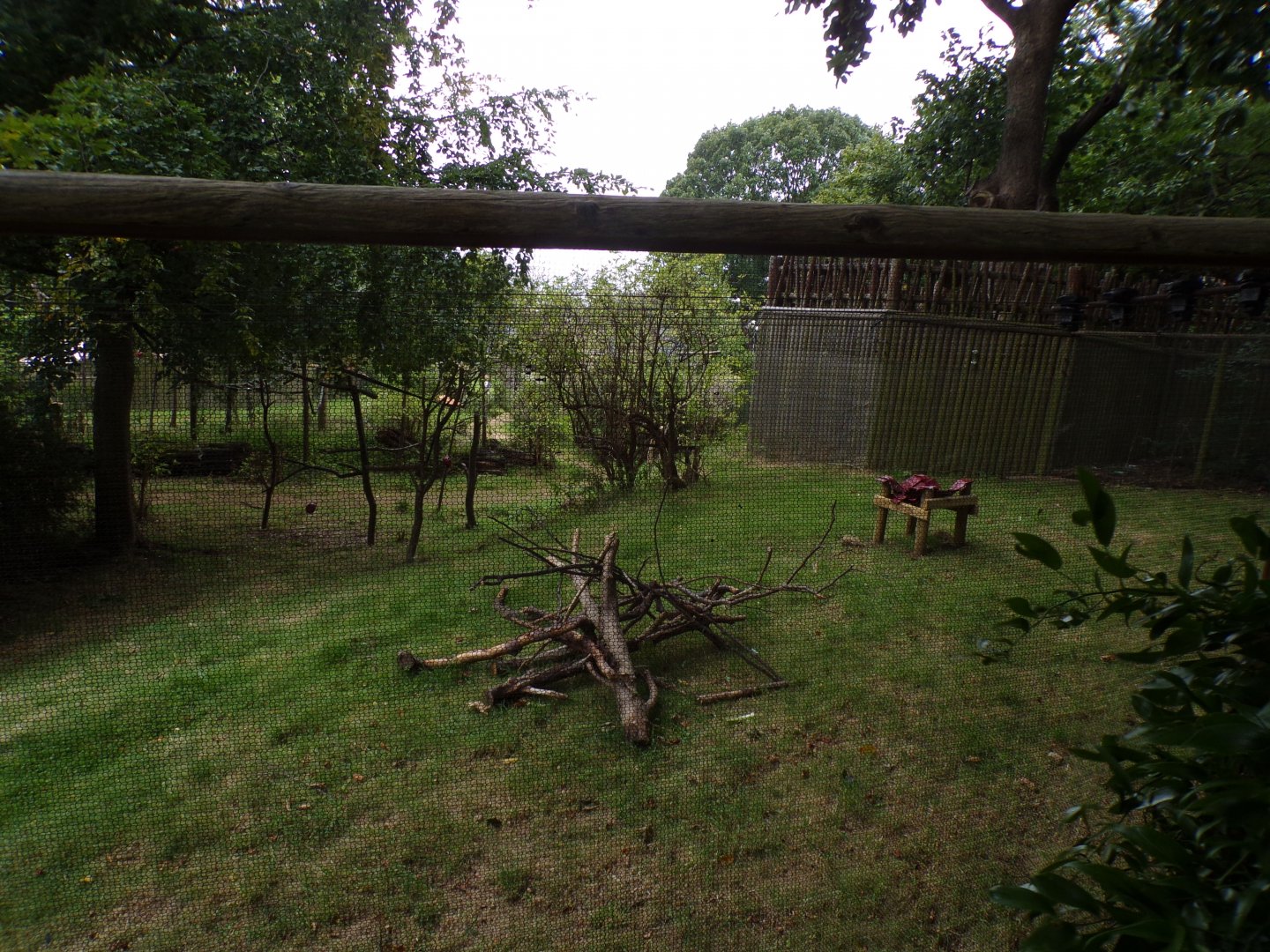 Climbing frames in ring-tailed and red-bellied lemur enclosure 25.8.24