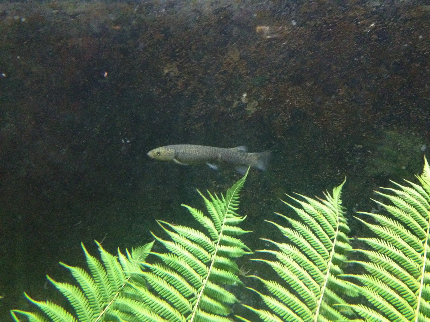 Climbing Galaxias (Galaxias brevipinnis)