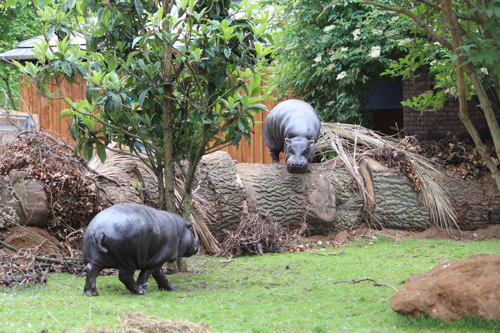 Climbing hippos, May 31st 2014