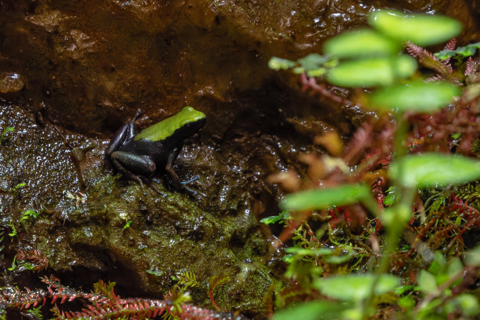 Climbing mantella (Mantella laevigata)