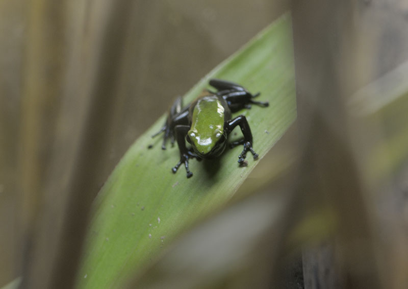 Climbing mantella