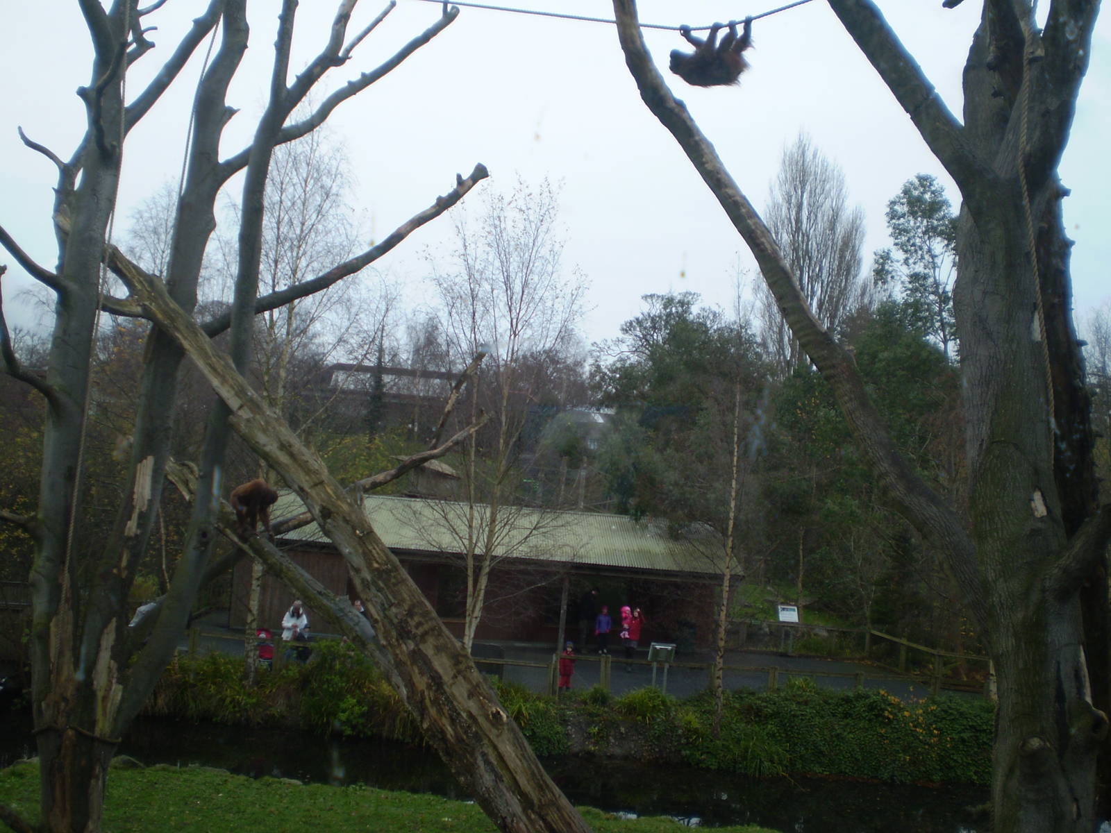 Climbing Orang-utans
