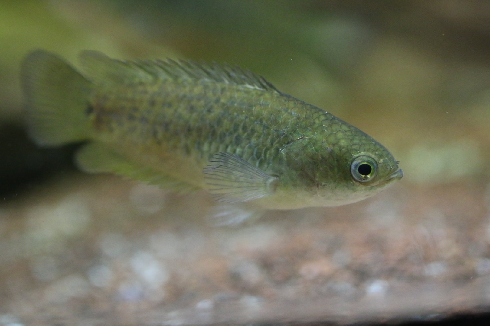 Climbing perch (Anabas testudineus)