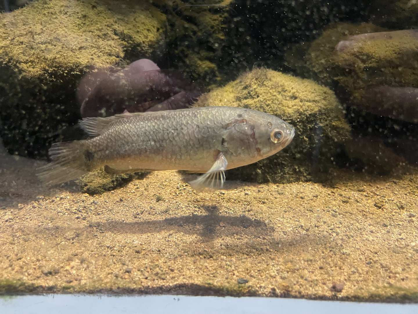 climbing perch (anabas testudineus)