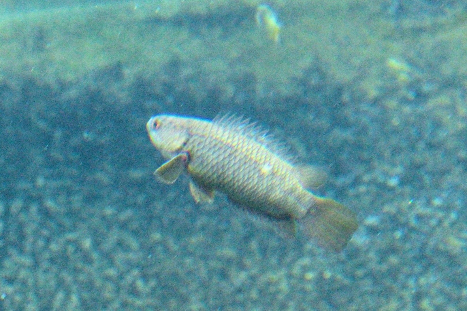 Climbing Perch