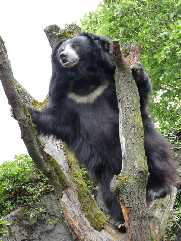 Climbing Sloth Bear