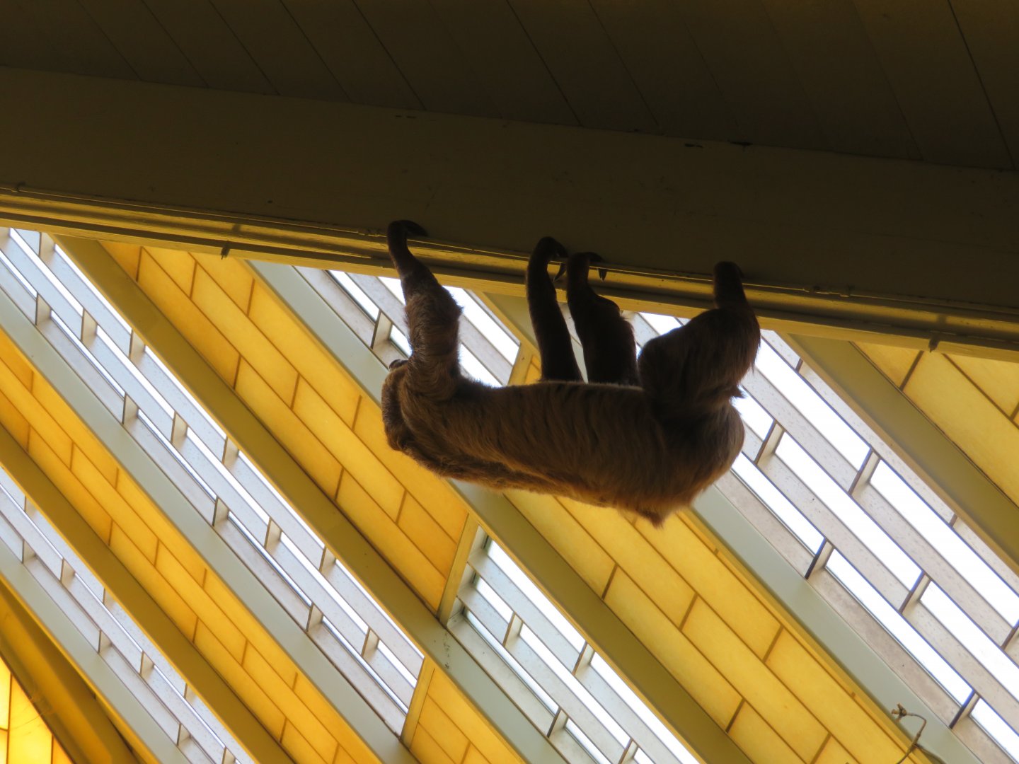 Climbing Sloth